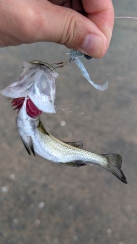 セイゴ（マルスズキ）の釣果