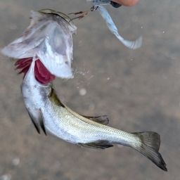 セイゴ（マルスズキ）