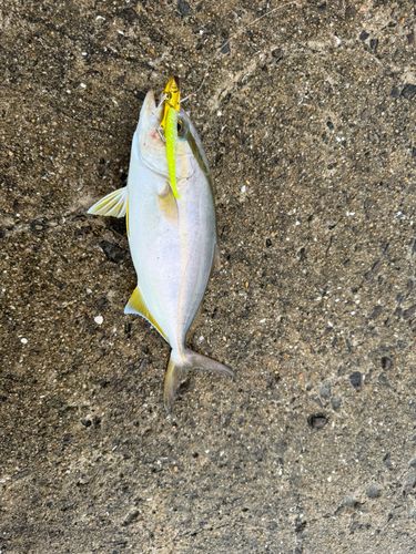 ネリゴの釣果