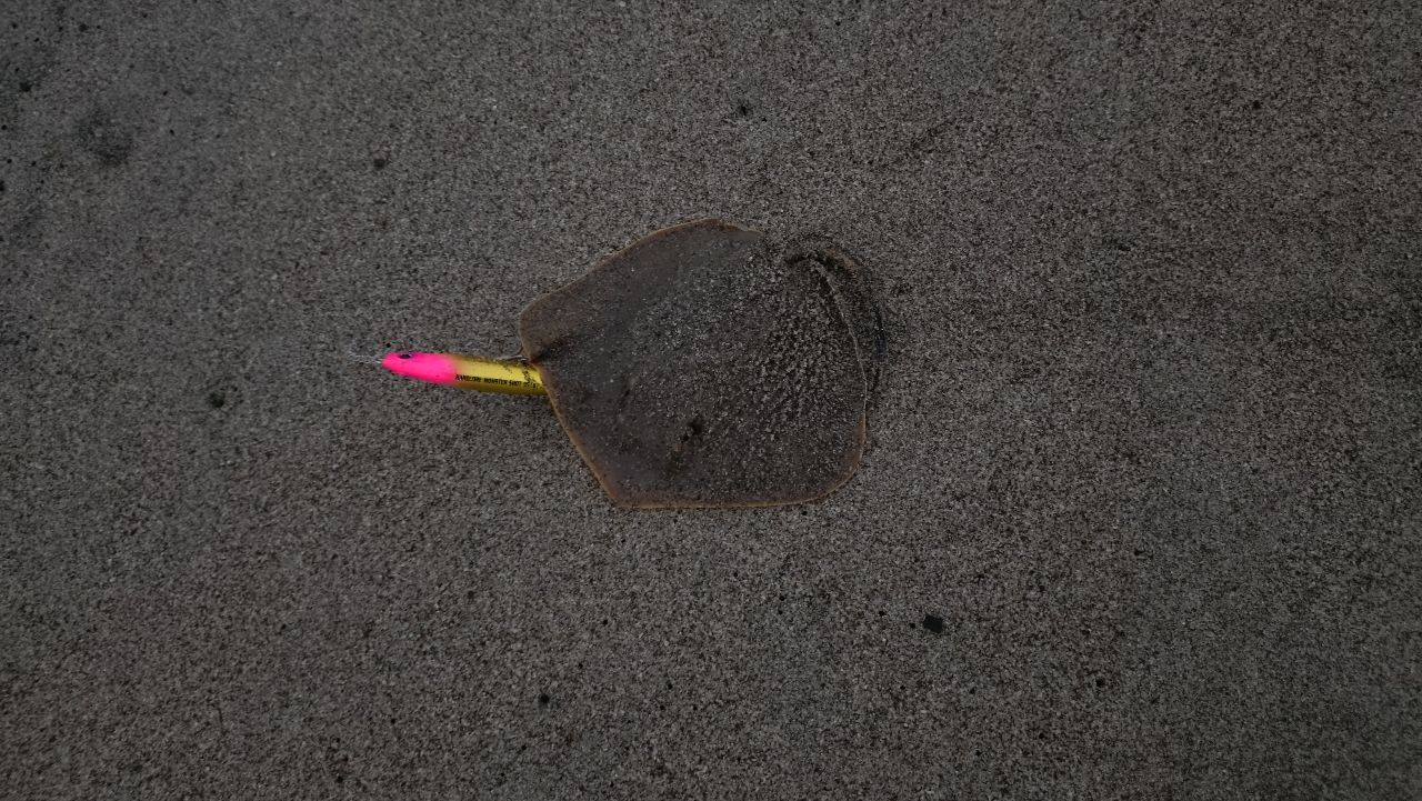 マゴチ