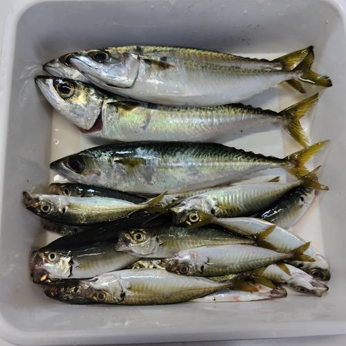 サバの釣果