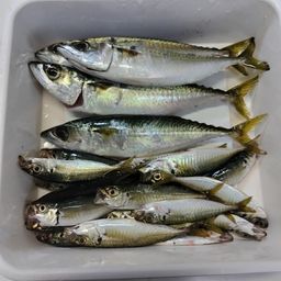 サバ
