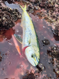 シイラの釣果