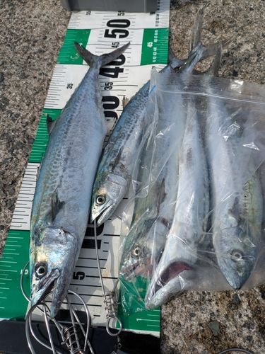 サゴシの釣果