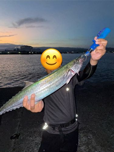 サワラの釣果