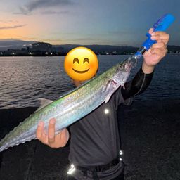 サワラ