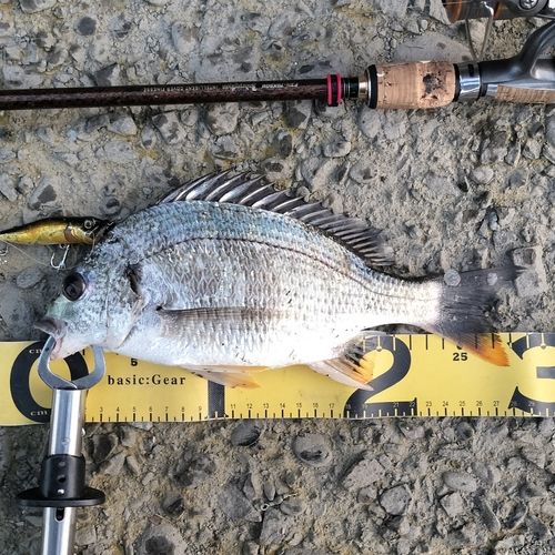 キビレの釣果