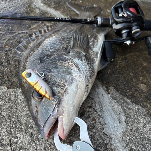 チヌの釣果