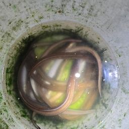 アナゴ