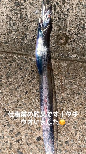 タチウオの釣果
