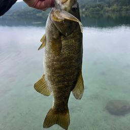 スモールマウスバス