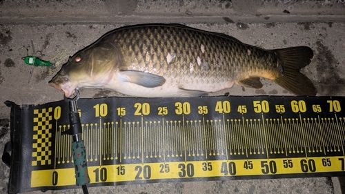 コイの釣果