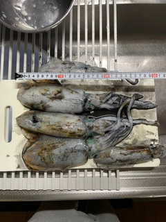 アオリイカの釣果