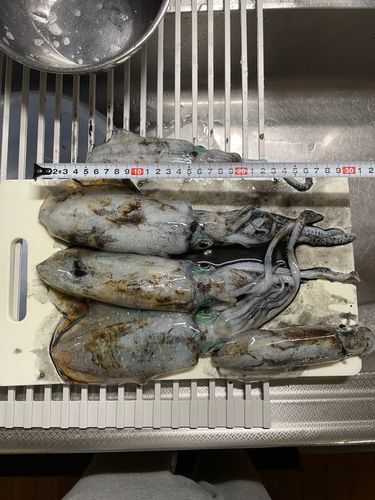 アオリイカの釣果