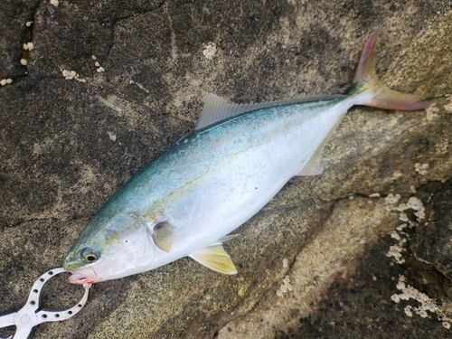 イナダの釣果