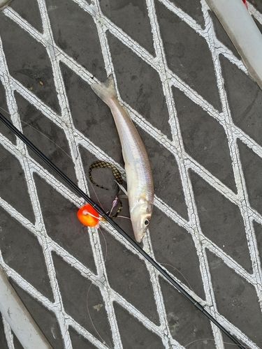 キスの釣果