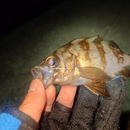 メバル