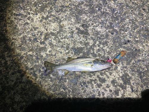 セイゴ（マルスズキ）の釣果