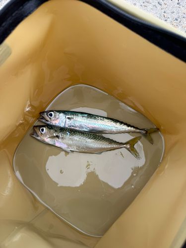 那珂湊港