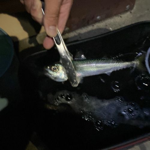 サバの釣果
