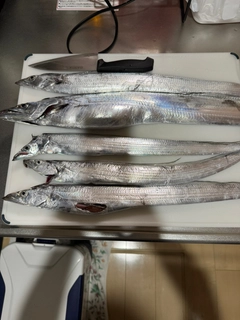 タチウオの釣果