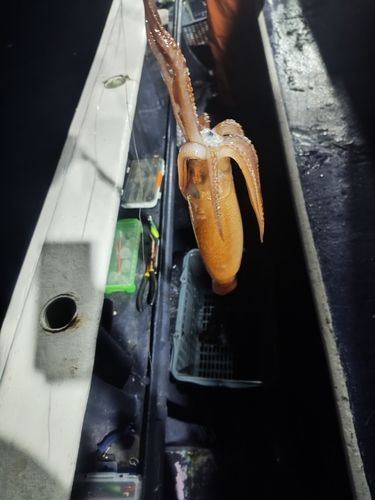 スルメイカの釣果