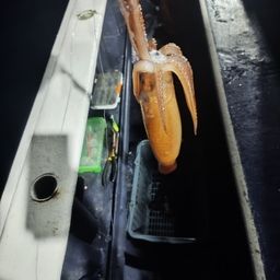 スルメイカ