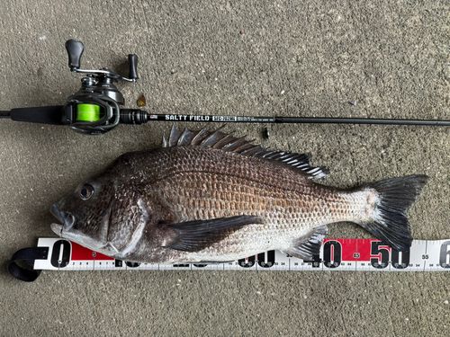 チヌの釣果