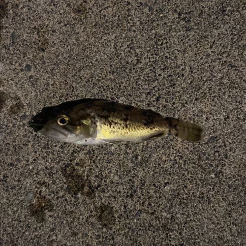 クロソイの釣果