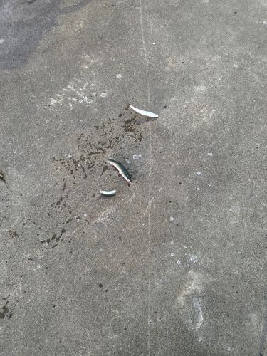 サバの釣果