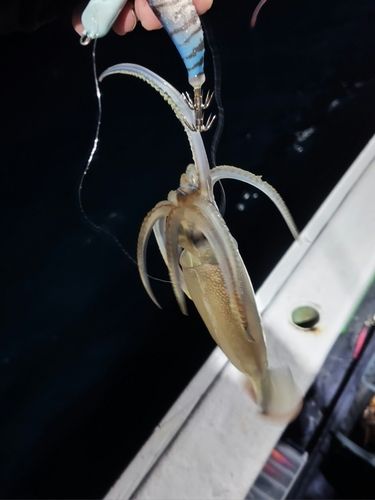 スルメイカの釣果