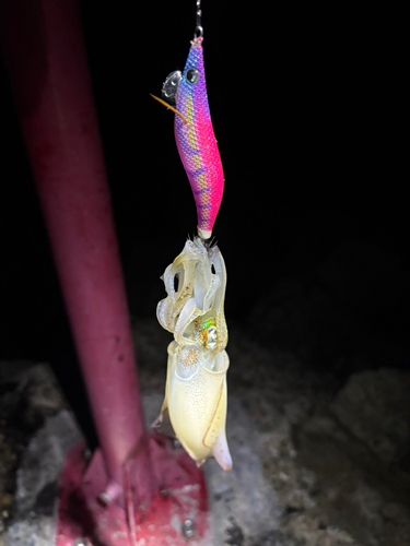 アオリイカの釣果