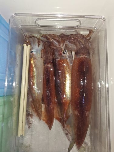 スルメイカの釣果