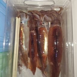 スルメイカ
