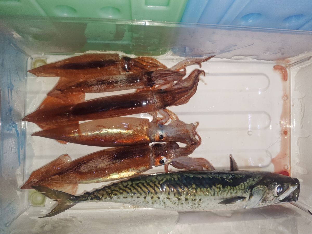 K.a.z.u.さんの釣果 2枚目の画像