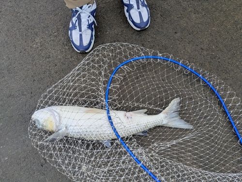 知多湾