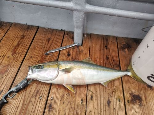 ワラサの釣果