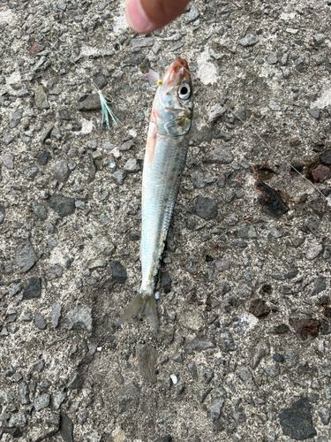 イワシの釣果