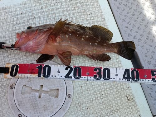 キジハタの釣果