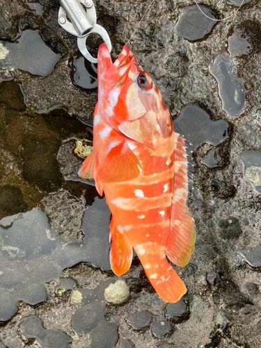アカハタの釣果