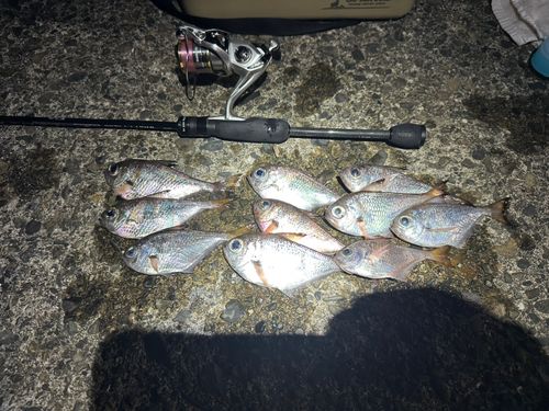 ミナミハタンポの釣果