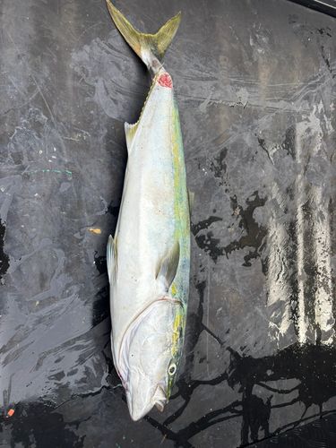 ブリの釣果