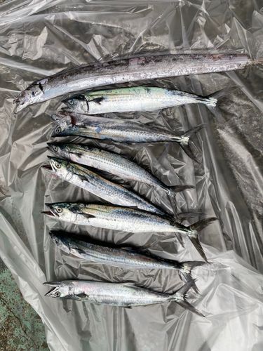 サゴシの釣果