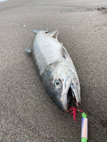 アキアジの釣果