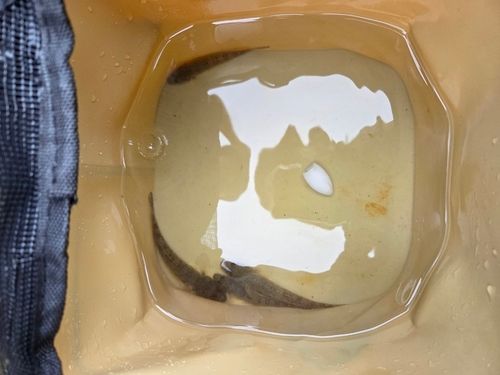 マハゼの釣果