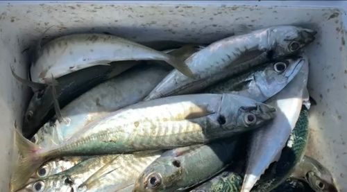 オキアジの釣果