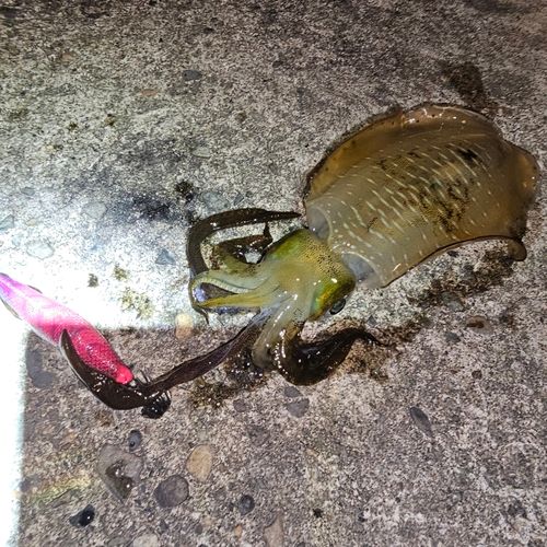 越前海岸