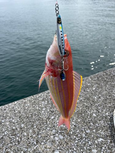 イトヨリダイの釣果