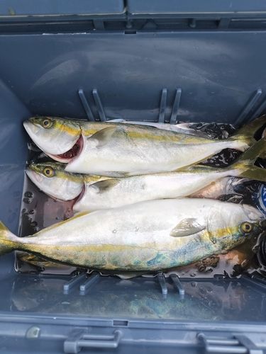 ワカシの釣果