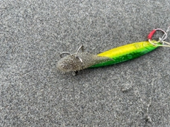 ウシノシタの釣果